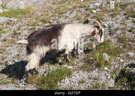 Wandern kümmert sich Schlucht in Picos de Europa, Asturien, Spanien, Europa. Stockfoto