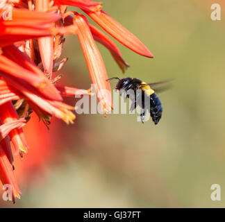 Eine weibliche Holzbiene schwebt durch eine rote Aloe Blume im südlichen Afrika Stockfoto