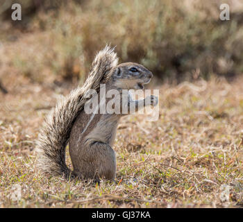 Eine afrikanische Borstenhörnchen Futter in Grünland im südlichen Afrika Stockfoto