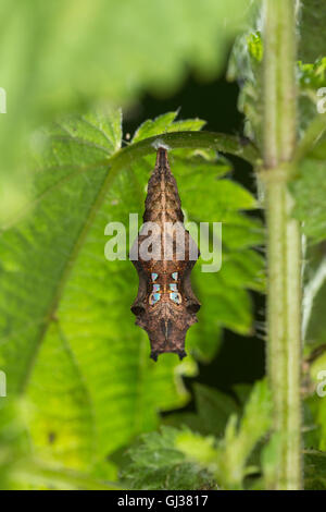 C-Falter, Weißes C, C-Fuchs, Puppe, Puppenstadium, Polygonia c-Album, Nymphalis c-Album, Komma, Anglewings, Puppe, Puppen, Le Robe Stockfoto