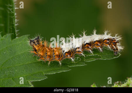 C-Falter, Weißes C, C-Fuchs, Raupe Frisst eine Brennnessel, Polygonia c-Album, Nymphalis c-Album, Komma, Anglewings, Raupe, Stockfoto