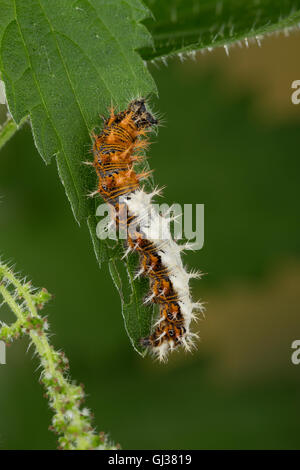 C-Falter, Weißes C, C-Fuchs, Raupe Frisst eine Brennnessel, Polygonia c-Album, Nymphalis c-Album, Komma, Anglewings, Raupe, Stockfoto