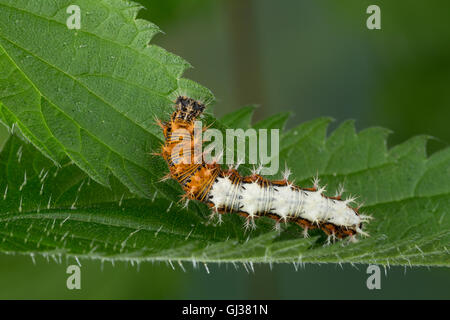 C-Falter, Weißes C, C-Fuchs, Raupe Frisst eine Brennnessel, Polygonia c-Album, Nymphalis c-Album, Komma, Anglewings, Raupe, Stockfoto