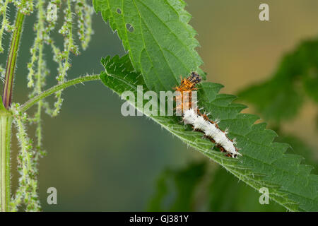 C-Falter, Weißes C, C-Fuchs, Raupe Frisst eine Brennnessel, Polygonia c-Album, Nymphalis c-Album, Komma, Anglewings, Raupe, Stockfoto