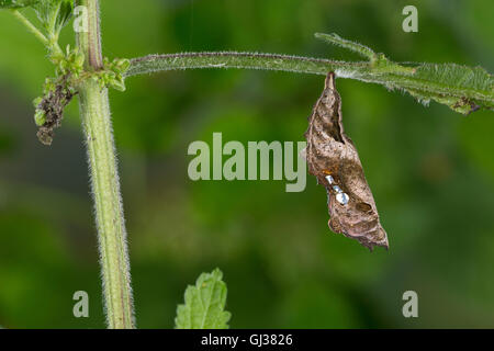 C-Falter, Weißes C, C-Fuchs, Puppe, Puppenstadium, Polygonia c-Album, Nymphalis c-Album, Komma, Anglewings, Puppe, Puppen, Le Robe Stockfoto