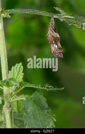 C-Falter, Weißes C, C-Fuchs, Puppe, Puppenstadium, Polygonia c-Album, Nymphalis c-Album, Komma, Anglewings, Puppe, Puppen, Le Robe Stockfoto