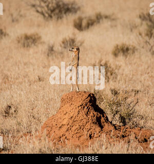 Ein Erdmännchen steht Wache auf einem Termite Hügel während der Familie Futterpflanzen im südlichen afrikanischen Savanne Stockfoto