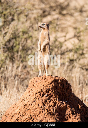 Ein Erdmännchen steht Wache auf einem Termite Hügel während der Familie Futterpflanzen im südlichen afrikanischen Savanne Stockfoto