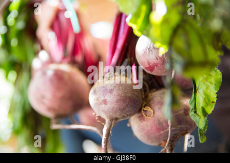 Handvoll frische rote Beete im Garten Stockfoto