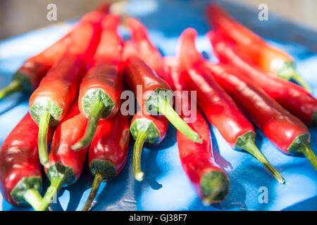 Mittlere Gruppe von frische rote Chilischoten Stockfoto