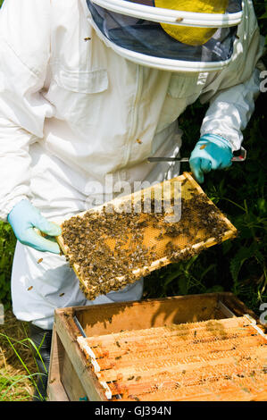 Imker-Schutzkleidung Überprüfung Bienenstock Stockfoto