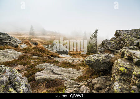 Nebel am Berg Arber, Bodenmais, Bayern, Deutschland Stockfoto