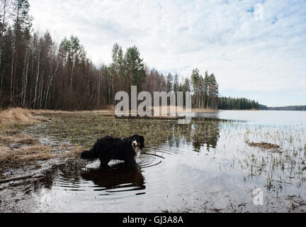 Porträt von Berner Sennenhund stehend in See, Orivesi, Finnland Stockfoto