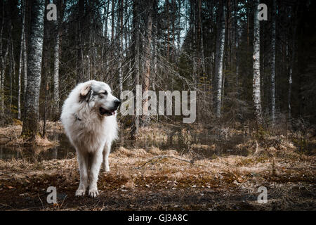 Porträt der Pyrenäen Berg Hund stehend auf Waldweg, Orivesi, Finnland Stockfoto