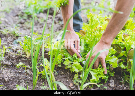 Die Hände des Mannes Kommissionierung frischen Salat im Garten Stockfoto