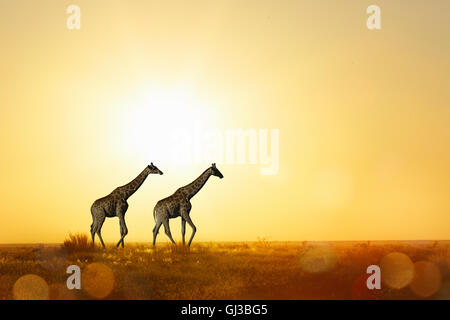Giraffen bei Sonnenuntergang, Etosha Nationalpark, Namibia Stockfoto