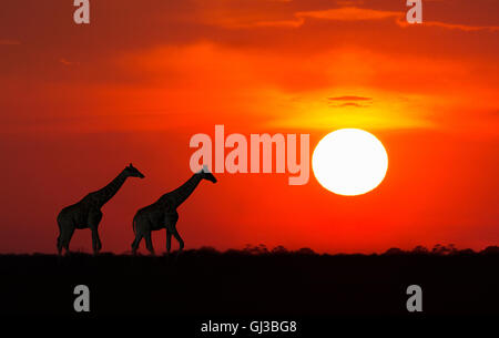 Giraffen bei Sonnenuntergang, Etosha Nationalpark, Namibia Stockfoto