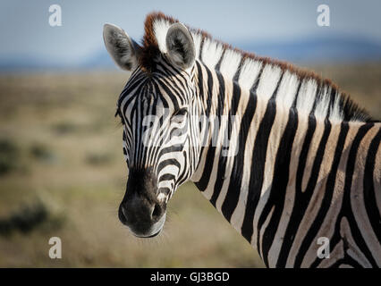 Zebra, Etosha Nationalpark, Namibia Stockfoto