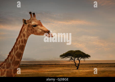 Giraffe bei Sonnenuntergang, Etosha Nationalpark, Namibia Stockfoto