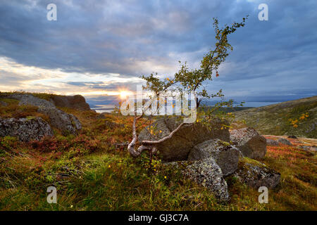 Verdreht, Baum und entfernten See Imandra, Chibiny Berge, Kola-Halbinsel, Russland Stockfoto