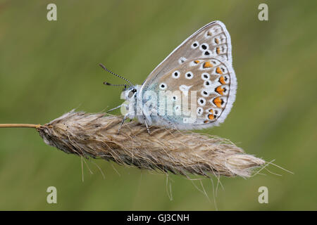 Gemeinsame blaue Polyommatus icarus Stockfoto