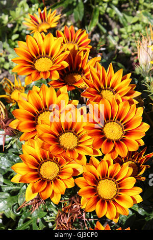 Gazanien Blumen Stockfoto