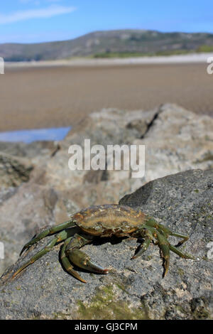 Gemeinsamen Shore Crab Carcinus maenas Stockfoto