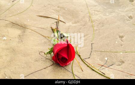 Eine einzelne rote Rose mit Seegras in Florida am Strand angespült. Stockfoto