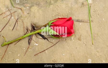 Eine einzelne rote Rose mit Seegras in Florida am Strand angespült. Stockfoto