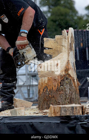 Mann-Chainsaw carving-Kopf des Bären von raw Log bei Countryfile Live 2016 Blenheim UK Stockfoto