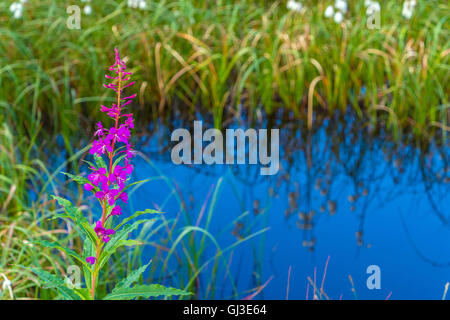 Wollgras spiegelt sich in ruhigem Wasser mit Roasebay Weidenröschen Norwegen, Scandinavia Stockfoto