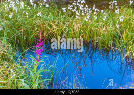 Wollgras (Wollgras) und Rosebay Weidenröschen spiegelt sich in ruhigem Wasser, Norwegen, Scandinavia Stockfoto