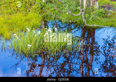 Wollgras (Wollgras) und Birke spiegelt sich in ruhigem Wasser, Norwegen, Scandinavia Stockfoto