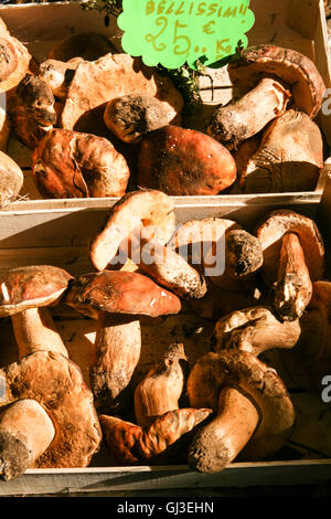 Steinpilze in diesem Shop / store am zentralen Markthalle, Mercato Centrale, Florenz / Firenze, Toskana, Italien. © Paul Quay Stockfoto