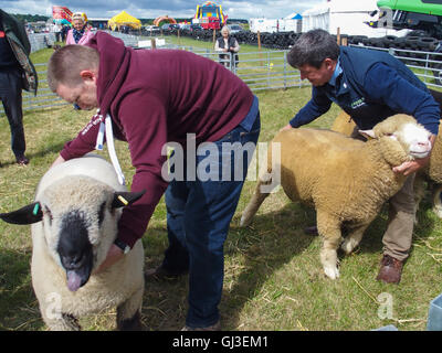 Beurteilung der Schafe, Show Haddington, East Fortune, East Lothian Stockfoto