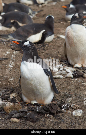 Gentoo Penguin (Pygoscelis Papua) mit Ei sitzen auf seinem Nest auf felsigem Boden Seelöwe Insel auf den Falklandinseln. Stockfoto