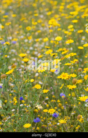 Glebionis Segetum. Mais-Ringelblumen. Stockfoto