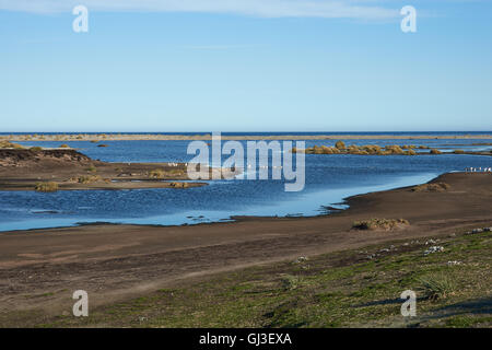 Gentoo Penguins (Pygoscelis Papua) überqueren einer Lagune auf dem Weg zum und vom Meer auf Seelöwe Insel auf den Falklandinseln. Stockfoto