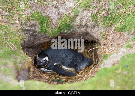 Magellanic Penguin (Spheniscus Magellanicus) auf seinem Nest in eine Höhle in der Erde am Volunteer Point auf den Falkland-Inseln liegen. Stockfoto