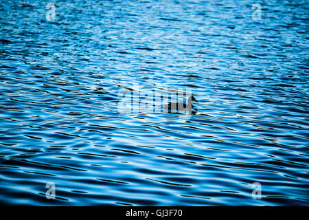 Silhouette einer Ente auf dem Wasser. Stockfoto