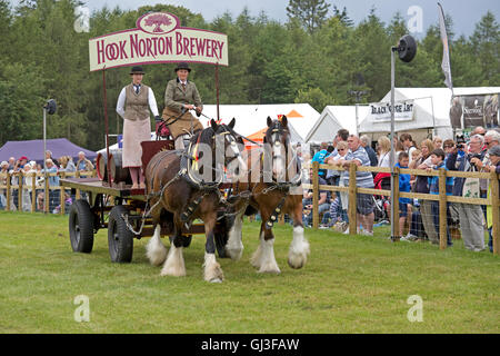 Paar Shire Horses aus Hook Norton Brauerei bei Countryfile Live 2016 Blenheim UK arbeiten Stockfoto