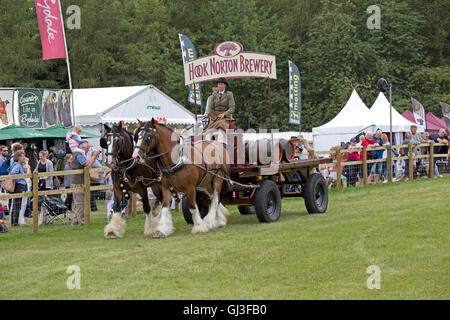 Paar Shire Horses aus Hook Norton Brauerei bei Countryfile Live 2016 Blenheim UK arbeiten Stockfoto