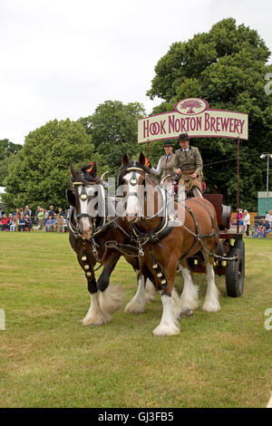 Paar Shire Horses aus Hook Norton Brauerei bei Countryfile Live 2016 Blenheim UK arbeiten Stockfoto