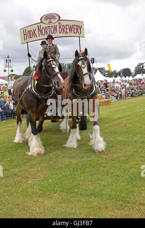 Paar Shire Horses aus Hook Norton Brauerei bei Countryfile Live 2016 Blenheim UK arbeiten Stockfoto