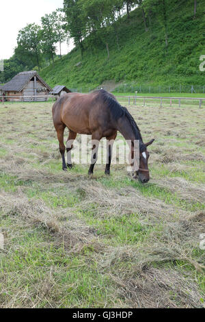 Polnische Pferd grasen frischen grünen Rasen Stockfoto