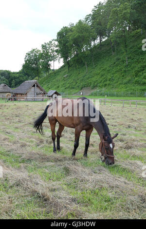 Polnische Pferd grasen frischen grünen Rasen Stockfoto