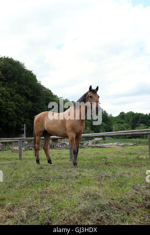 Polnische Pferd grasen frischen grünen Rasen Stockfoto