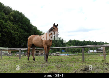 Polnische Pferd grasen frischen grünen Rasen Stockfoto