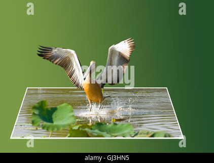 Aus Frame australischer Pelikan (Pelecanus Conspicillatus) kommen, um zu landen Stockfoto