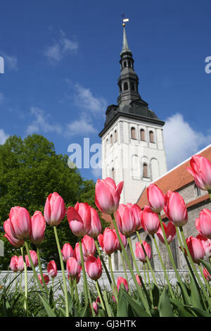 Niguliste Kirche und Tulpen. Diese Kirche ist eine beliebte Konzertsaal Dank seiner hervorragenden Akustik und Orgel Aufführungen gibt es jedes Wochenende statt. Niguliste dient auch wie ein Museum für faszinierende religiöser Kunst, darunter ein 15. Jahrhundert Gemälde "Dance of Death", als Estland sein wertvollstes Kunstwerk. Niguliste Kirche befindet sich in der Altstadt. Tallinn ist die Hauptstadt und größte Stadt in Estland, Tallinn befindet sich auf der nördlichen Küste Estland, in den baltischen Staaten. Mai. Stockfoto